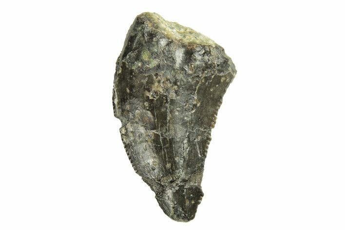 Serrated Raptor Tooth - Two Medicine Formation #265792